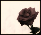 Rosa antica Rosa antica