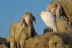 Airone guardabuoi (Bubulcus ibis) Airone guardabuoi (Bubulcus ibis)
