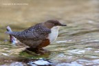Merlo acquaiolo (Cinclus cinclus) Merlo acquaiolo (Cinclus cinclus)