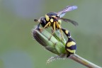 Vespa europea Vespa europea