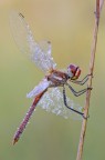 Sympetrum fonscolombii - maschio