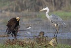 Il Falco & l'Airone Il Falco & l'Airone