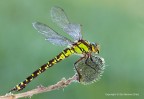 Aeshna cyanea - femmina Aeshna cyanea - femmina