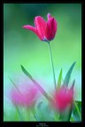tulipani sotto la pioggia tulipani sotto la pioggia