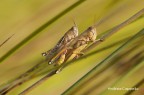 locusta locusta