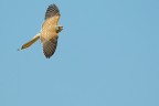 gheppio (falco tinnunculus) gheppio (falco tinnunculus)