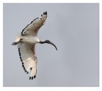 Ibis Ibis