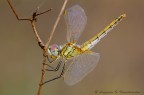Sympetrum fonscolombii Sympetrum fonscolombii