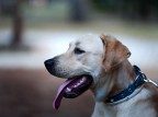 Mondo cane Mondo cane