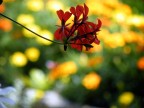 fiori fiori