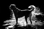 "The Dog" "The Dog"