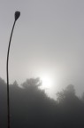 nebbia nebbia