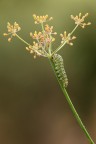 ...le mie piccole lanterne gialle... ...le mie piccole lanterne gialle...