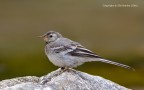 Ballerina bianca (Motacilla alba)