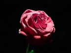 Rosa Rosa