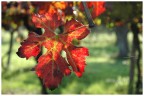 Foglia rossa Foglia rossa
