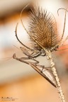 Mantide religiosa, femmina Mantide religiosa, femmina