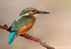 Martino femmina - Martin pescatore comune (Alcedo atthis) Martino femmina - Martin pescatore comune (Alcedo atthis)