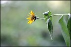 Fiore Fiore