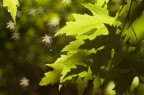 bokeh bokeh