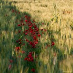 La via dei papaveri