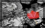 Foglia- Foglia-