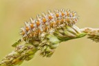 Bruco di Melitaea didyma con ospite Bruco di Melitaea didyma con ospite