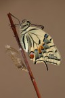 ...la nascita del Papilio Qua... ...la nascita del Papilio Qua...