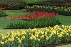 Tulipani a Villa Taranto (Verbania) Tulipani a Villa Taranto (Verbania)