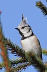Cincia dal ciuffo Cincia dal ciuffo