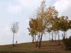 lo spigolatore di Borgoratto lo spigolatore di Borgoratto