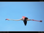 Camargue # 18 Camargue # 18