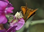 macro macro