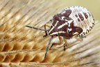 Pentatomidae (cimice...)
