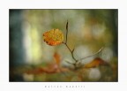 Toni d'autunno Toni d'autunno