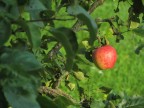 Il frutto proibito Il frutto proibito