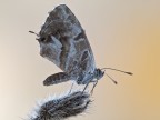 Cacyreus marshalli Butler, 1898 Cacyreus marshalli Butler, 1898