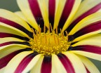 Un semplice fiore Un semplice fiore