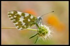 Pontia Edusa Pontia Edusa