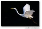 Airone bianco maggiore Airone bianco maggiore