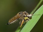 ASILIDE ASILIDE