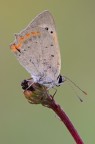 Lycaena phlaeas