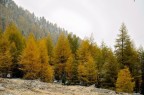 Livigno - Colori d'autunno Livigno - Colori d'autunno