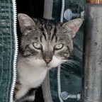 Gatto Gatto