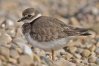 Corriere grosso (Charadrius hiaticula) Corriere grosso (Charadrius hiaticula)
