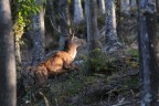 luce nel bosco luce nel bosco