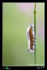 ...Orgyia trigotephras... ...Orgyia trigotephras...