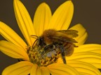 ....immerso nel giallo.... ....immerso nel giallo....