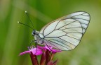 Aporia Aporia