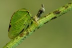 Bisonia Stictocephala (WB correto....!!) Bisonia Stictocephala (WB correto....!!)